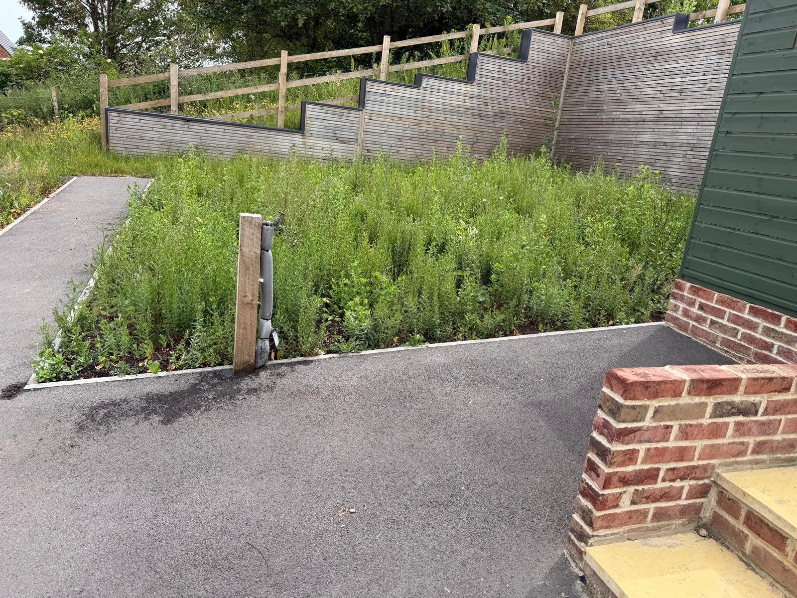 Planted banks and pathway maintained by HumphriesTrio on a Berkshire development