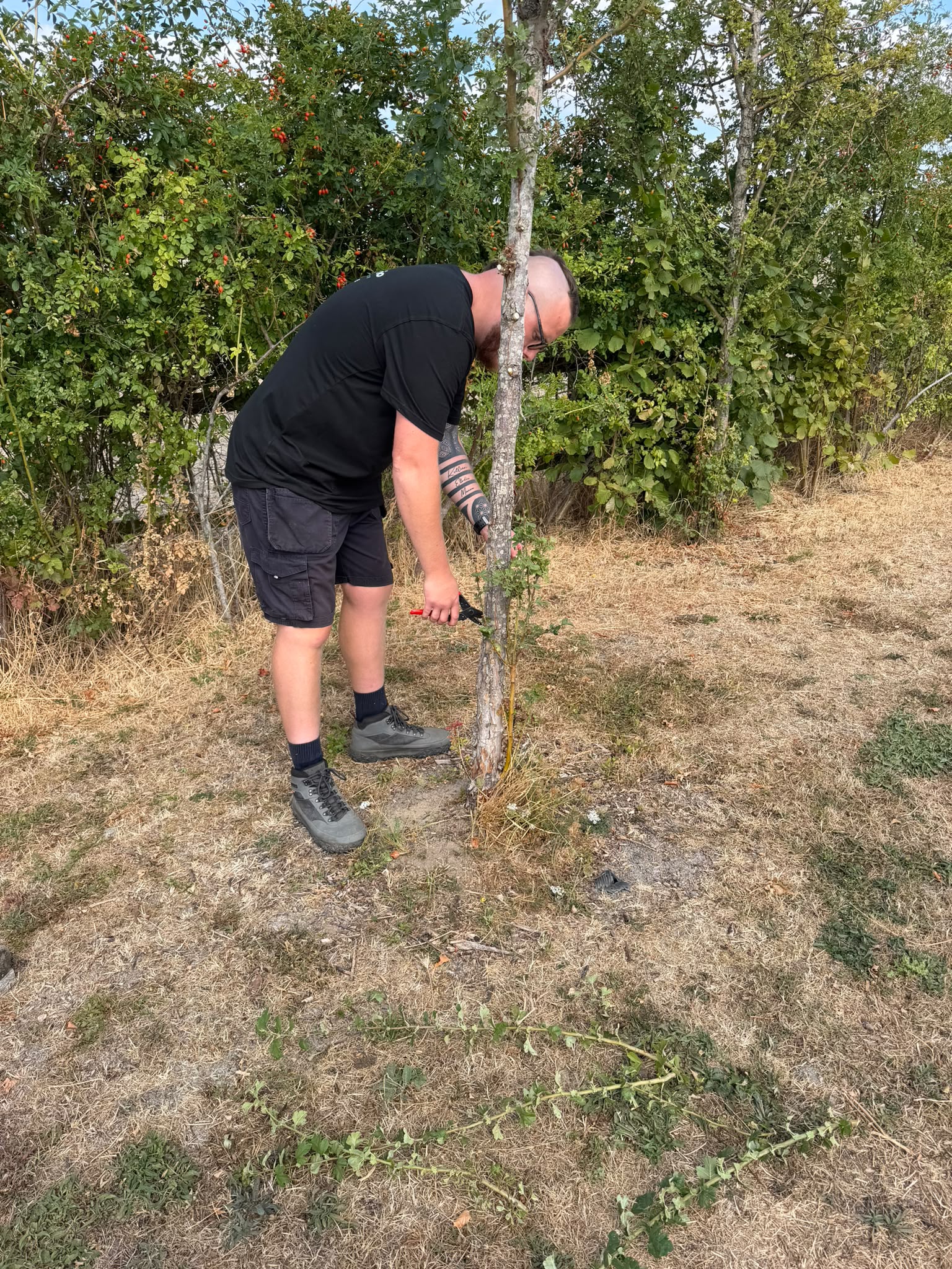 Young tree establishment care on a managed commercial landscape